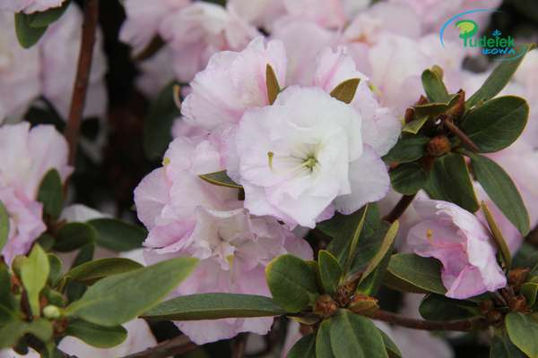 Rhododendron April Reign